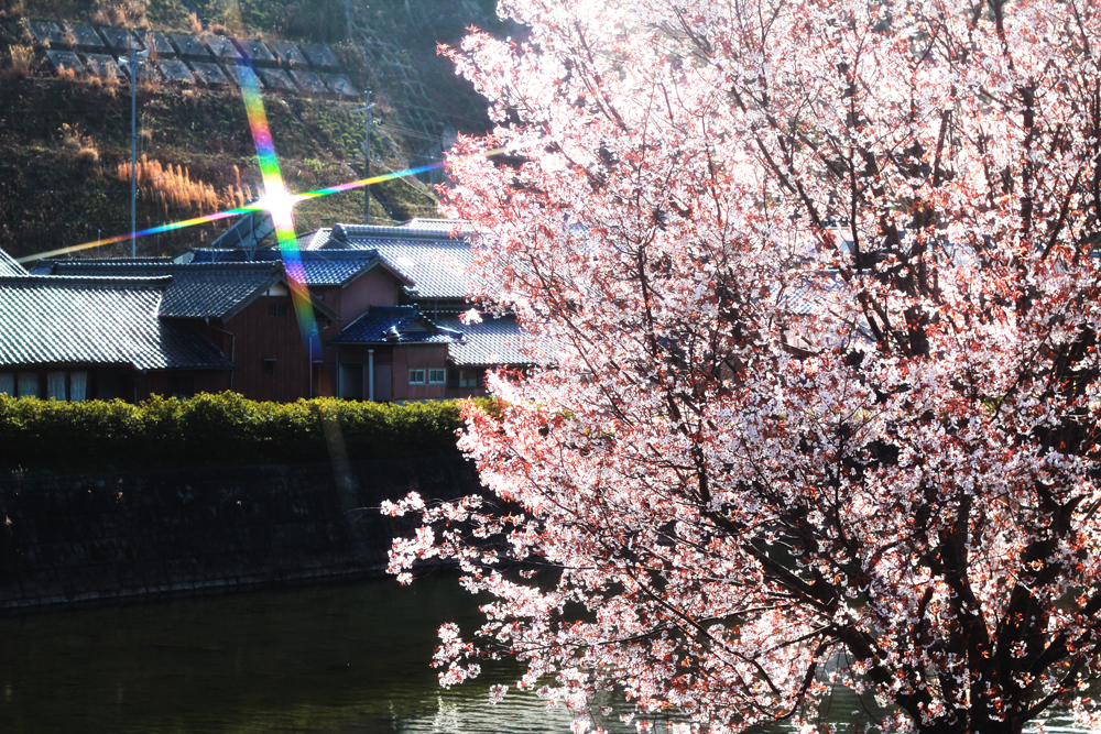 ガラスアクセサリーコムデシオアトリエ周辺の桜