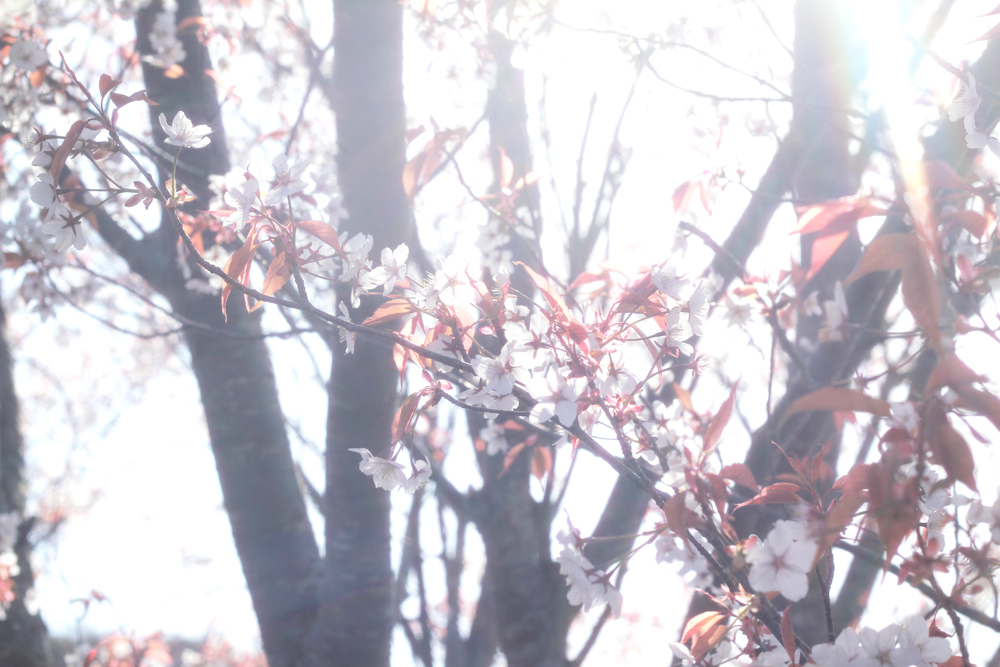 ガラスアクセサリーコムデシオアトリエ周辺の桜