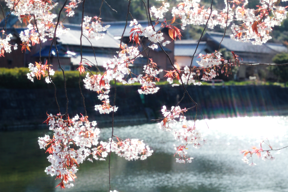 ガラスアクセサリーコムデシオアトリエ周辺の桜